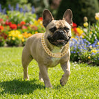 Gold Cuban Chain Dog Collar