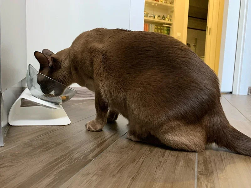 Non-Slip Double Pet Bowl with Stand – Cat & Dog Feeder