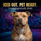 Gold Cuban Chain Dog Collar